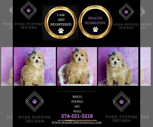 Medium Photo #12 Poodle (Miniature) Puppy For Sale in WARSAW, IN, USA