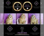 Small Photo #12 Poodle (Miniature) Puppy For Sale in WARSAW, IN, USA