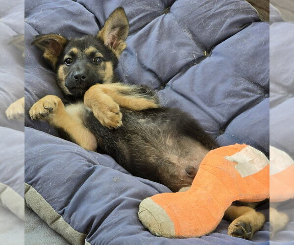 Medium Photo #4 German Shepherd Dog-Unknown Mix Puppy For Sale in Minneapolis, MN, USA