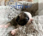 Small Photo #1 Faux Frenchbo Bulldog Puppy For Sale in TIFFIN, IA, USA