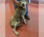 Small #2 Labrador Retriever