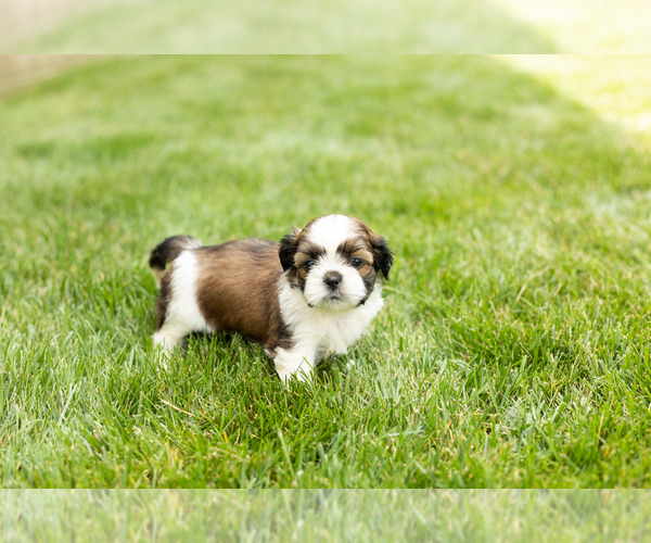 Medium Photo #2 Shih Tzu Puppy For Sale in NAPPANEE, IN, USA