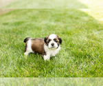 Small #1 Shih Tzu
