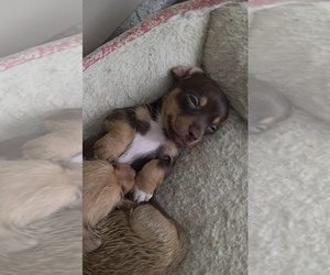 Medium Dachshund-Shorkie Tzu Mix