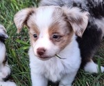 Small #1 Miniature Australian Shepherd