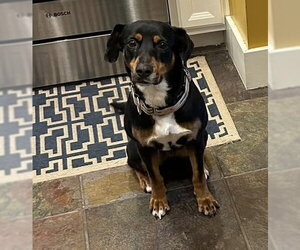 Lady - Female Australian Kelpie-Coonhound Mix Dog for Adoption - Photo #6