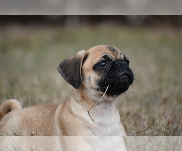 Medium Photo #4 Pug Puppy For Sale in PALM COAST, FL, USA