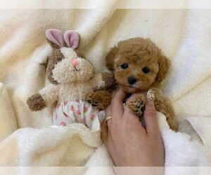 Poodle (Toy) Puppy for sale in REDLANDS, CA, USA