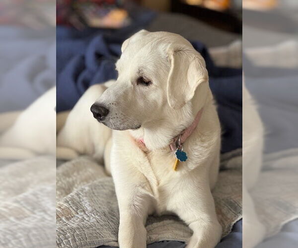 Medium Photo #4 Great Pyrenees Puppy For Sale in Spring, TX, USA