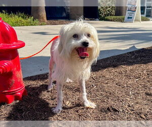Maltese-Unknown Mix Dogs for adoption in Orange, CA, USA