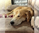 Small Photo #3 Great Dane-Siberian Husky Mix Puppy For Sale in Estherville, IA, USA