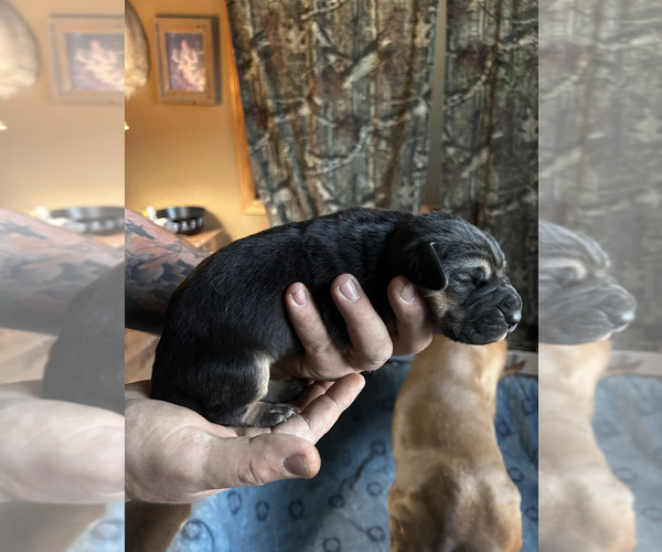 Medium Photo #6 Bloodhound Puppy For Sale in ABERDEEN, SD, USA