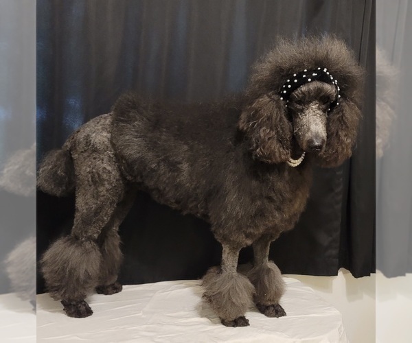 Medium Photo #1 Poodle (Standard) Puppy For Sale in WEBSTER, MN, USA