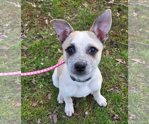 Medium Photo #3 Mutt Puppy For Sale in Bellevue, WA, USA