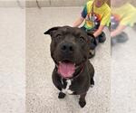 Small American Pit Bull Terrier