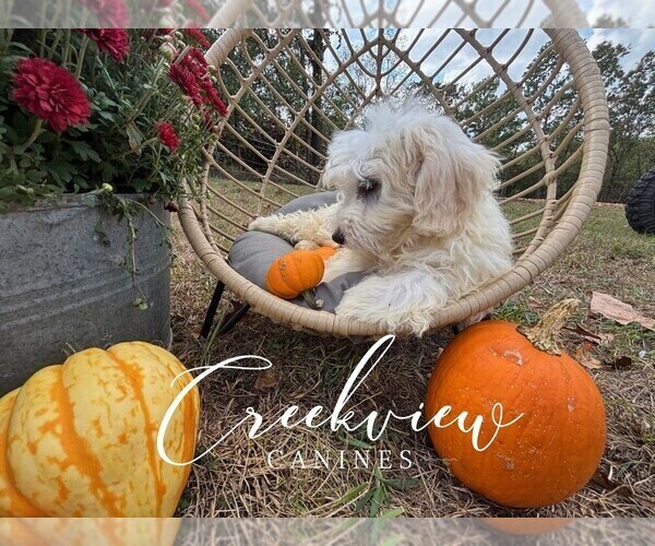 Medium Photo #3 Havachon Puppy For Sale in NIANGUA, MO, USA