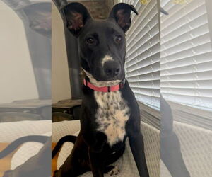 Mutt Dogs for adoption in Germantown, OH, USA