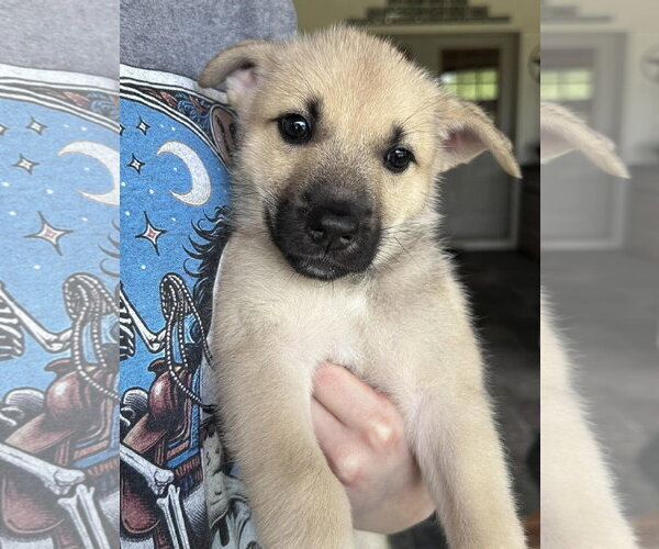 Medium Photo #2 German Shepherd Dog-Unknown Mix Puppy For Sale in Fort Worth, TX, USA