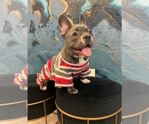 French Bulldog Puppy for sale in LAKEWOOD RANCH, FL, USA