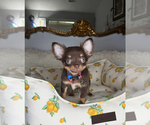 Small #8 Chihuahua