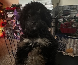 Poodle (Miniature)-Whoodle Mix Puppy for sale in FREDERICKSBURG, VA, USA