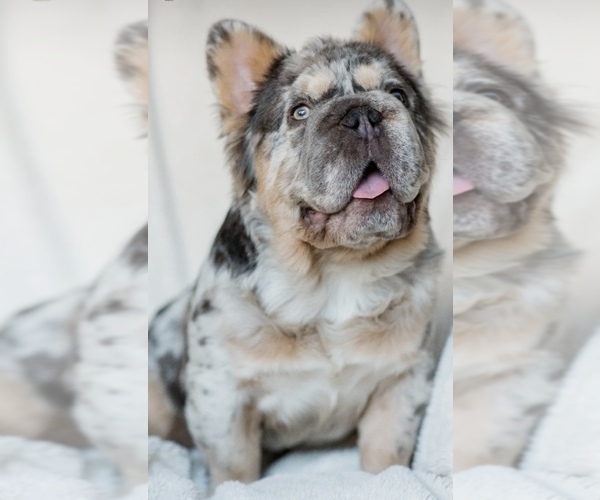Medium Photo #14 French Bulldog Puppy For Sale in HOPE MILLS, NC, USA