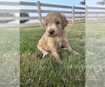 Small Photo #21 Goldendoodle Puppy For Sale in FREDERICA, DE, USA