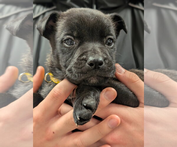 Medium Photo #12 German Shepherd Dog-Staffordshire Bull Terrier Mix Puppy For Sale in Holly Springs, NC, USA
