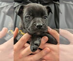 Small #11 German Shepherd Dog-Staffordshire Bull Terrier Mix