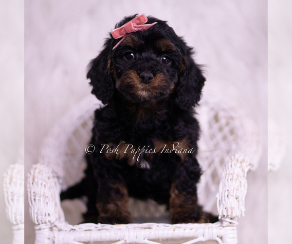 Medium Photo #60 Poodle (Miniature) Puppy For Sale in WARSAW, IN, USA