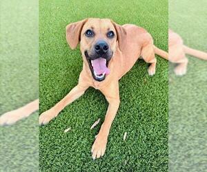 Black Mouth Cur-Unknown Mix Dogs for adoption in Baytown, TX, USA