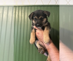 Medium German Shepherd Dog-Mutt Mix