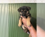 Puppy Duchess German Shepherd Dog-Mutt Mix