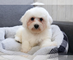 Small Photo #4 Bichon Frise Puppy For Sale in SYRACUSE, IN, USA