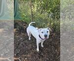 Small American Pit Bull Terrier