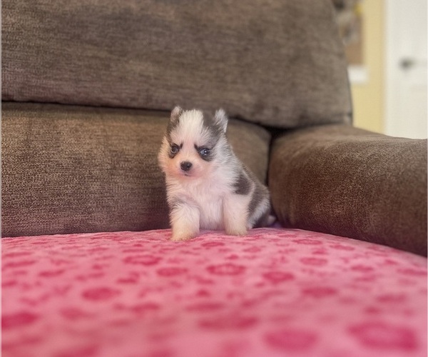 Medium Photo #1 Pomsky Puppy For Sale in DRACUT, MA, USA