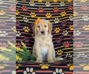 Golden Retriever Puppy for sale in KIRKWOOD, PA, USA