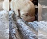 Small Photo #2 Labrador Retriever Puppy For Sale in MC LEANSBORO, IL, USA