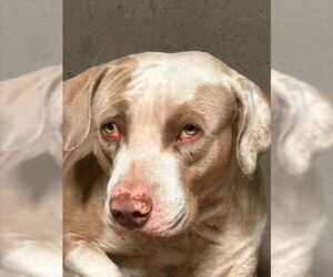 American Pit Bull Terrier Dogs for adoption in San Bernardino, CA, USA