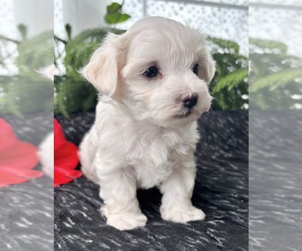 Medium Photo #2 Maltese Puppy For Sale in ROCK STREAM, NY, USA