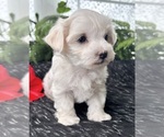 Small #1 Maltese