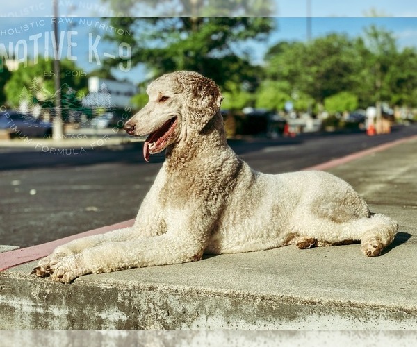 Medium Photo #1 Poodle (Standard) Puppy For Sale in ATLANTA, GA, USA
