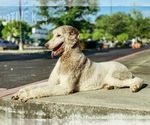 Small Photo #1 Poodle (Standard) Puppy For Sale in ATLANTA, GA, USA