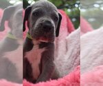 Small Photo #21 Great Dane Puppy For Sale in ALVARADO, TX, USA