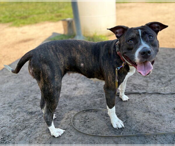 Medium Photo #3 Mutt Puppy For Sale in Virginia Beach, VA, USA