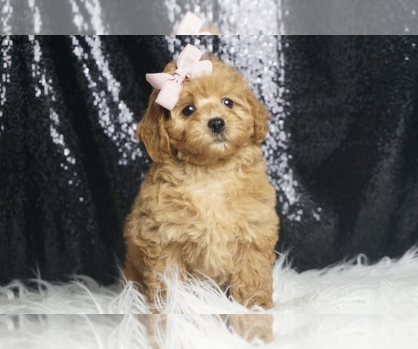 Medium Photo #3 Poodle (Toy) Puppy For Sale in WARSAW, IN, USA