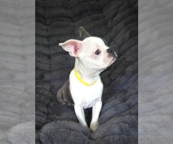 Medium Photo #4 Boston Terrier Puppy For Sale in MINERAL WELLS, WV, USA