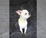 Small #3 Boston Terrier