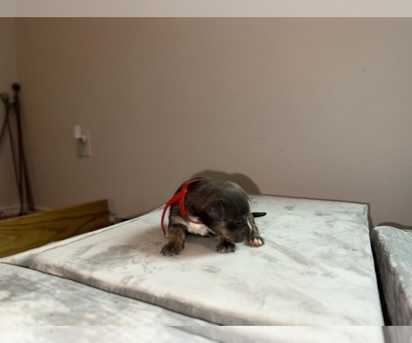 Medium Photo #22 American Bully Puppy For Sale in VON ORMY, TX, USA