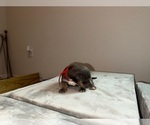 Small #2 American Bully